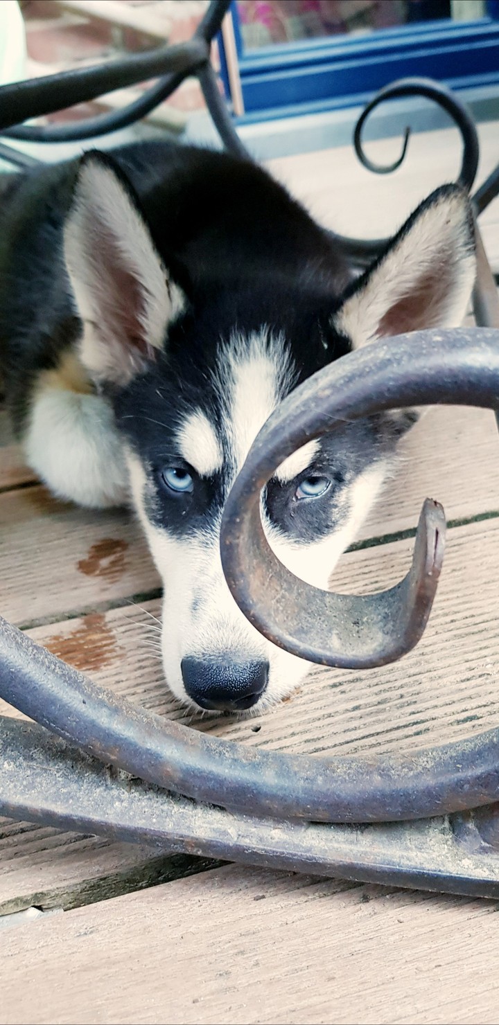 puppy