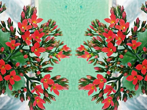Flores Vermelhas