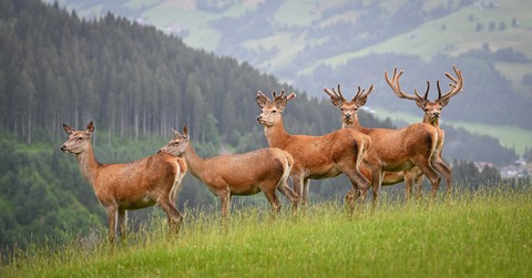 herd, Antelope壁紙