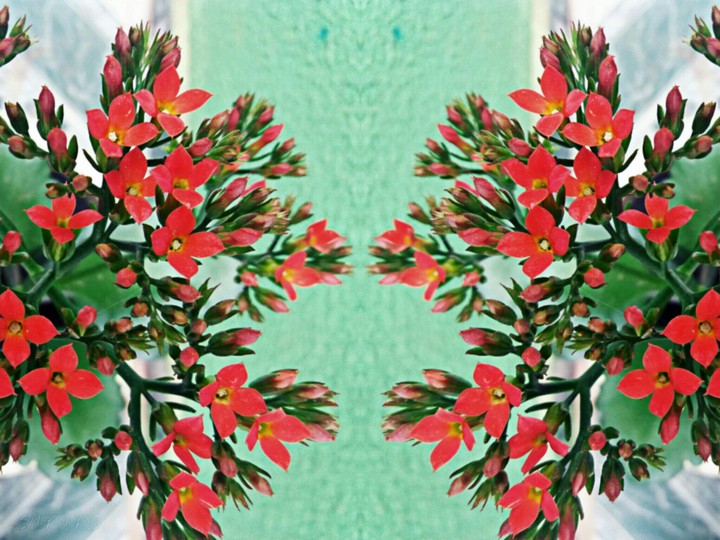 Flores Vermelhas