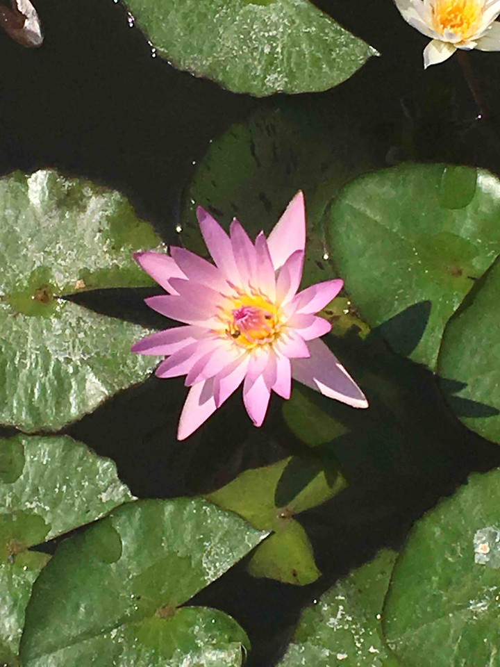lotus