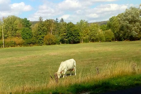 fonds d'écran Field, pasture