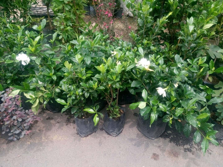 Plantas