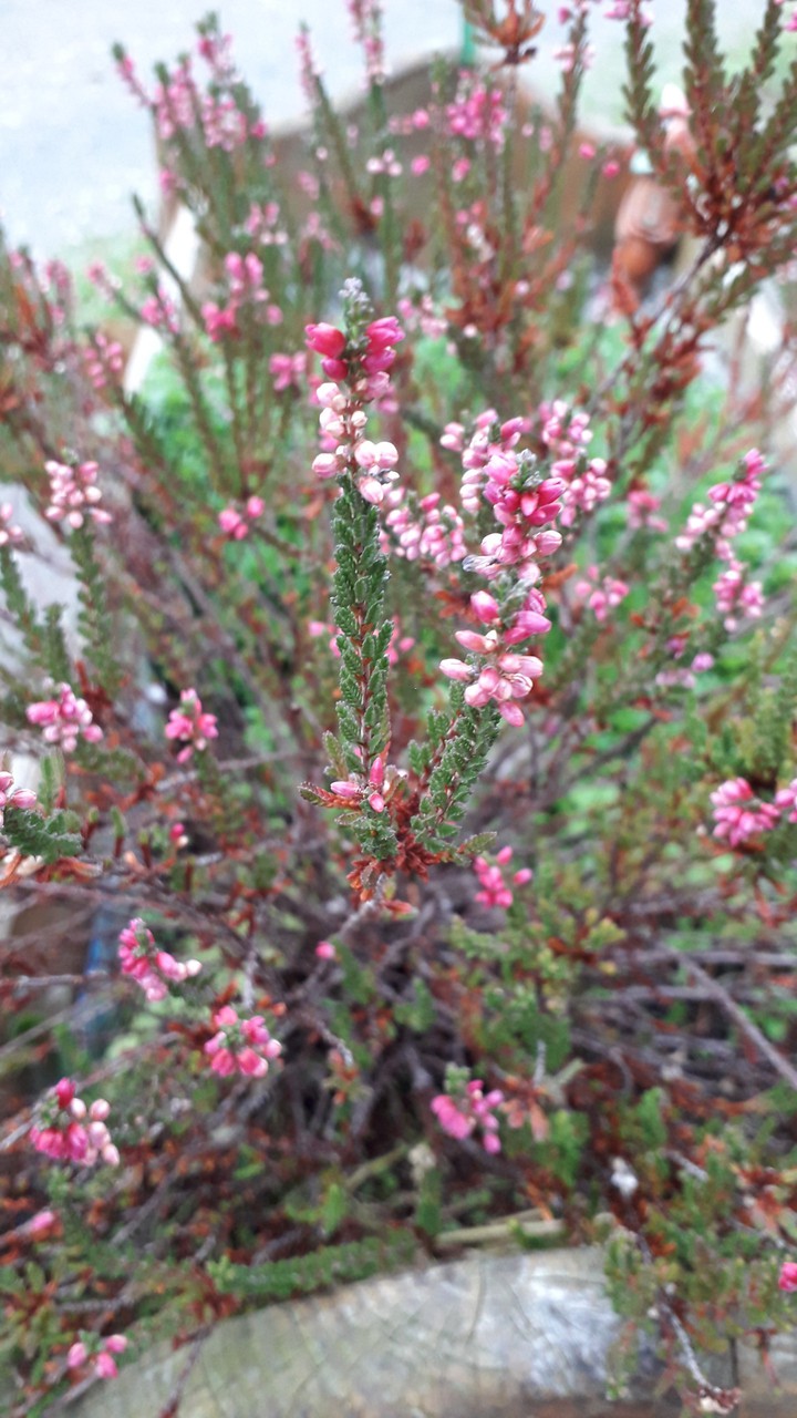 Blumen