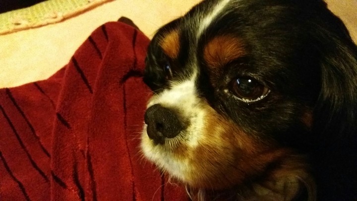 cane