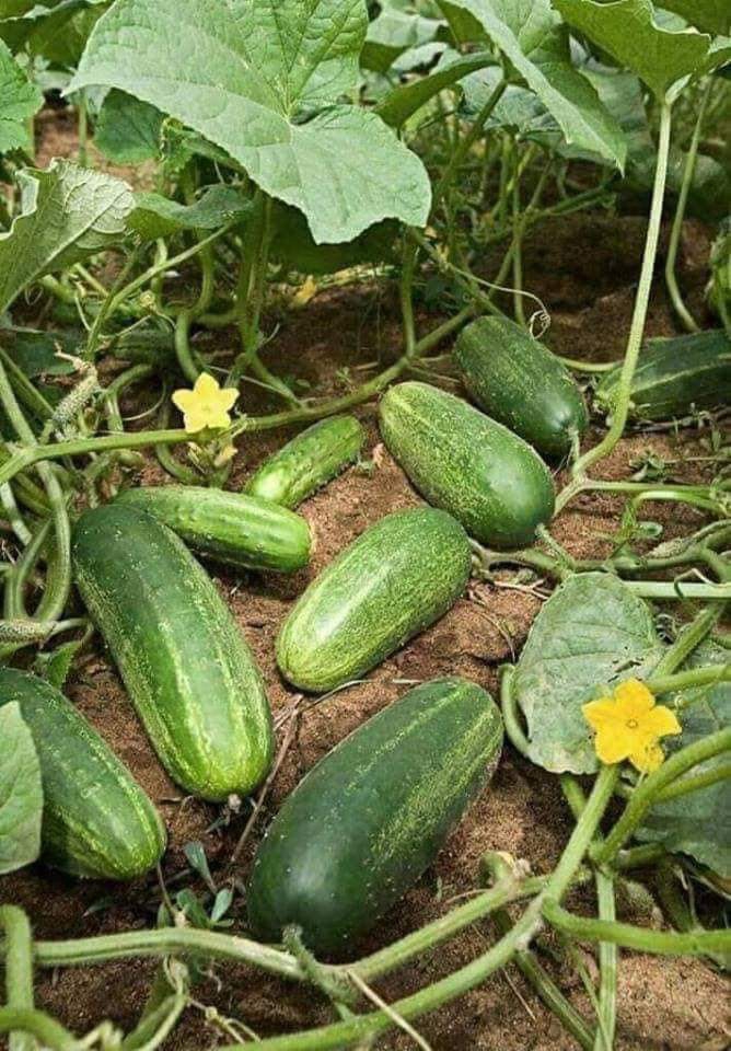 Pepinos meus amigos.