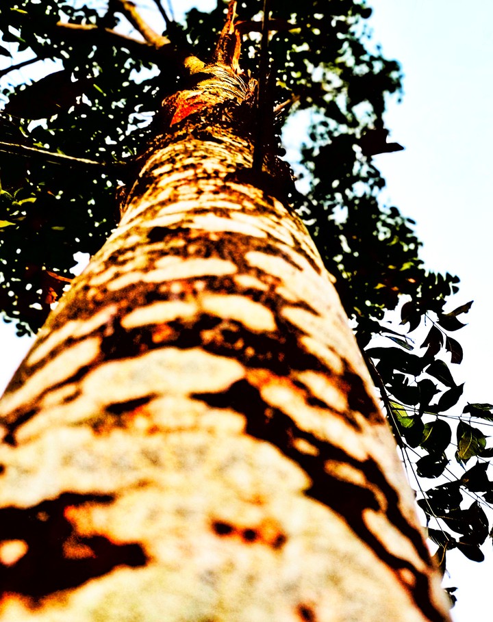 tree..