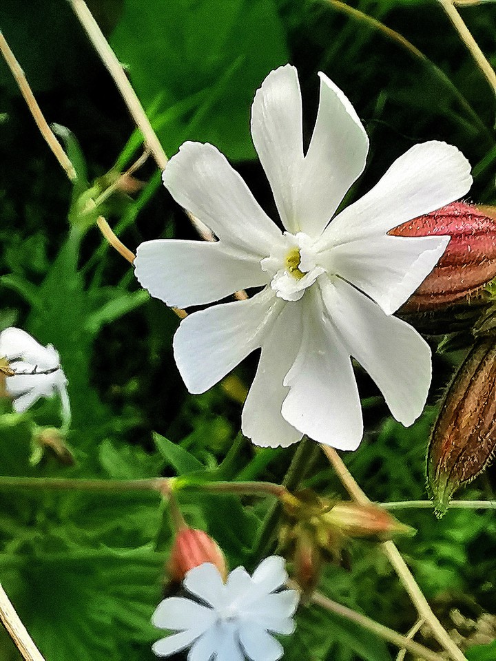 white flower