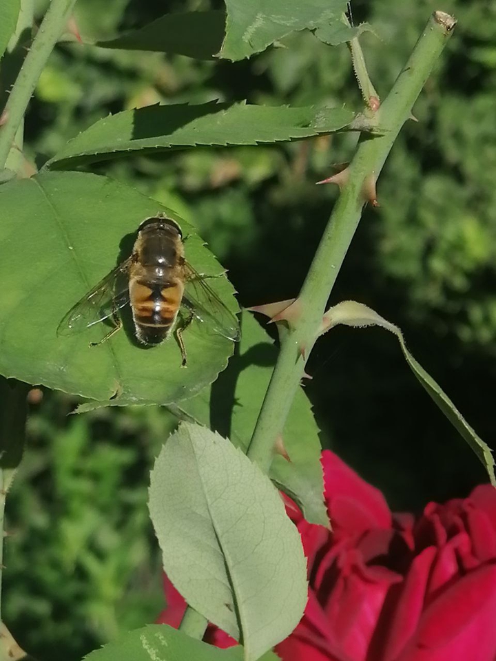 bee