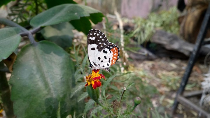 butterfly