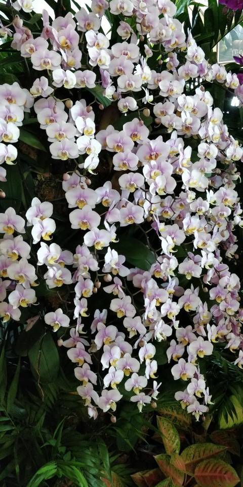shrub, spring桌布