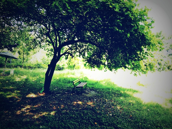 tree