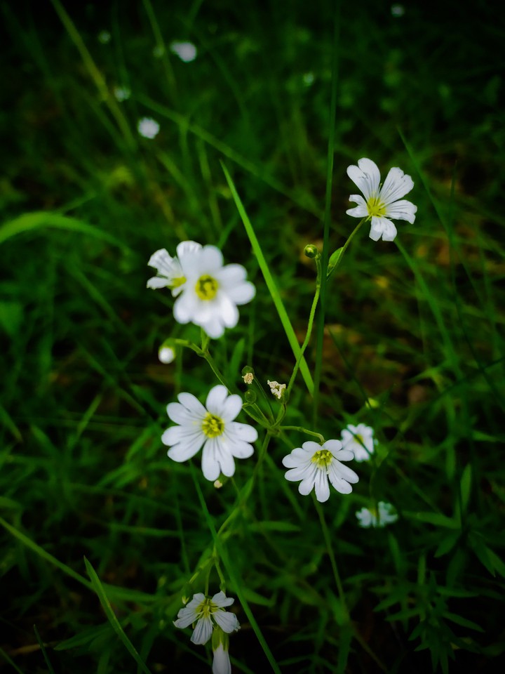 wildflowers