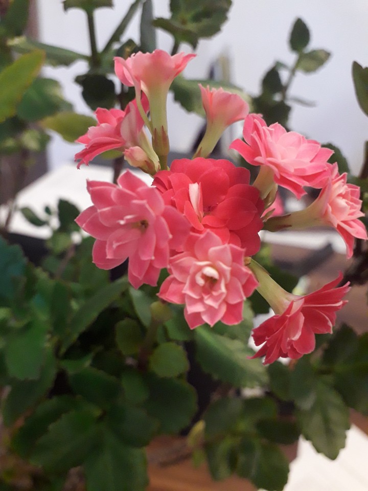 pink#flower