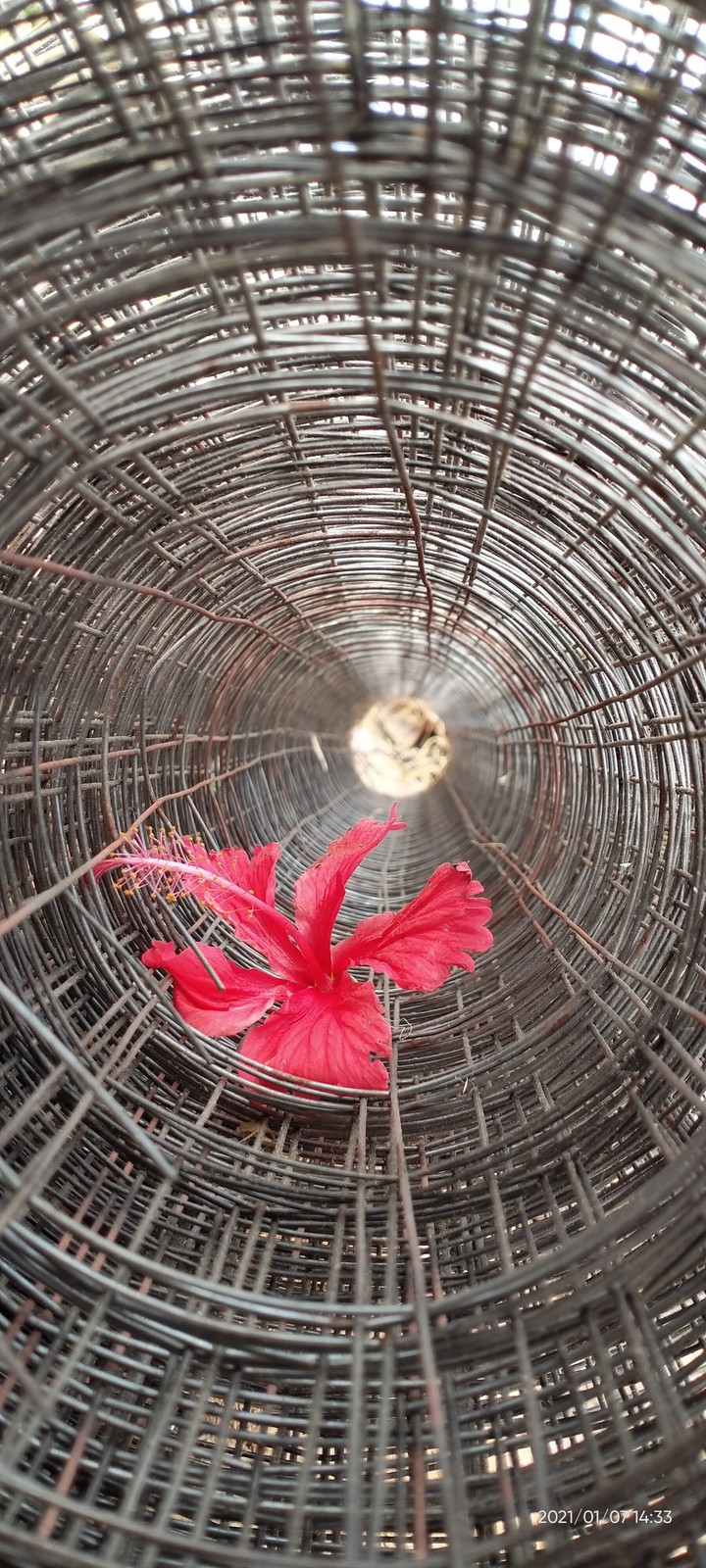 red flower