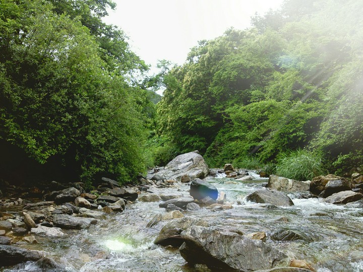 forest