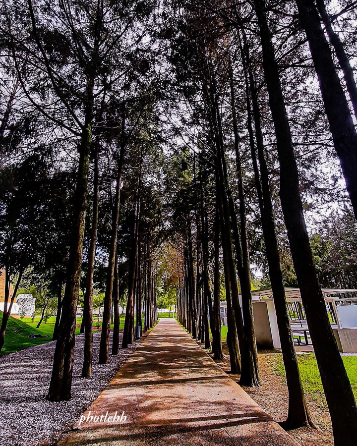 Camino
