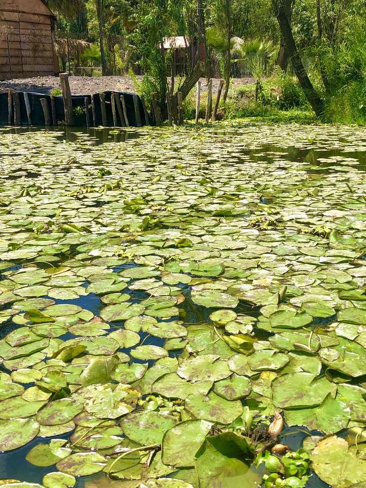 Lirios de Agua