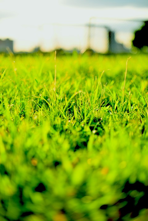 Like Grasses