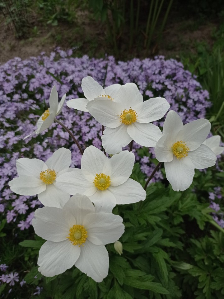 white flowers