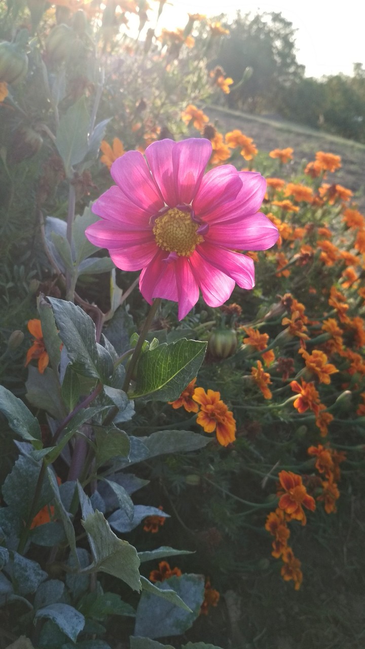dahlia