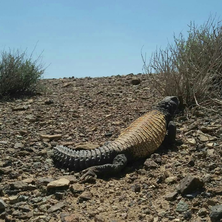 persian varan خاردم ایرانی
