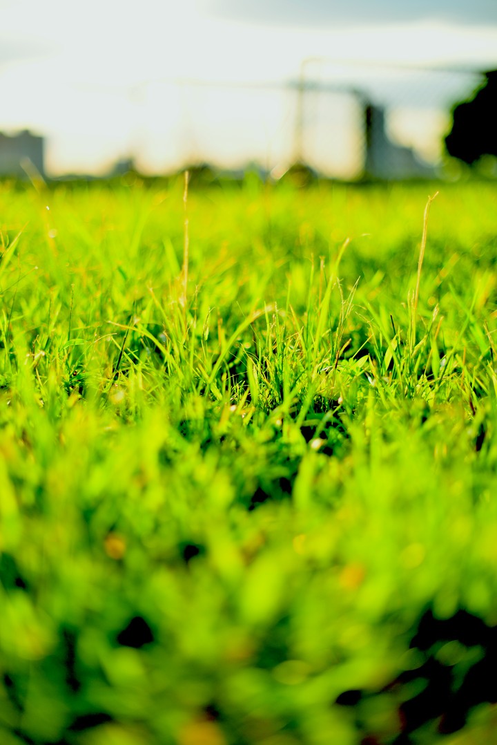 Like Grasses