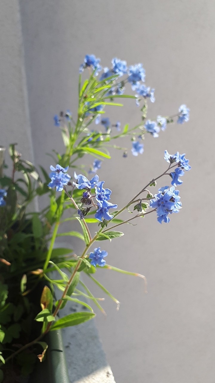 fleur bleue