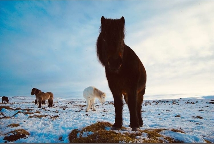 horses