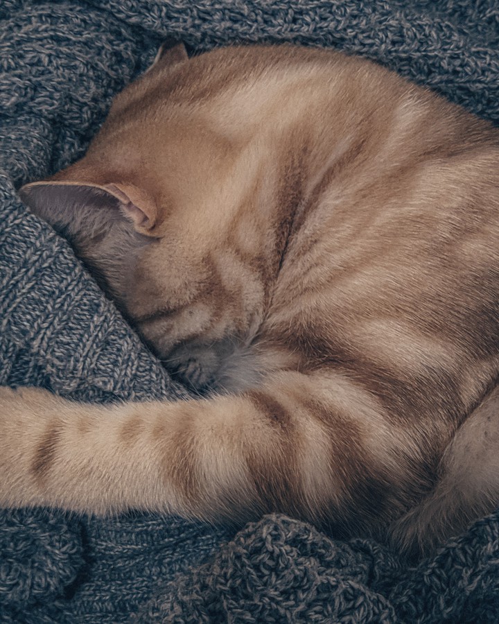 cat