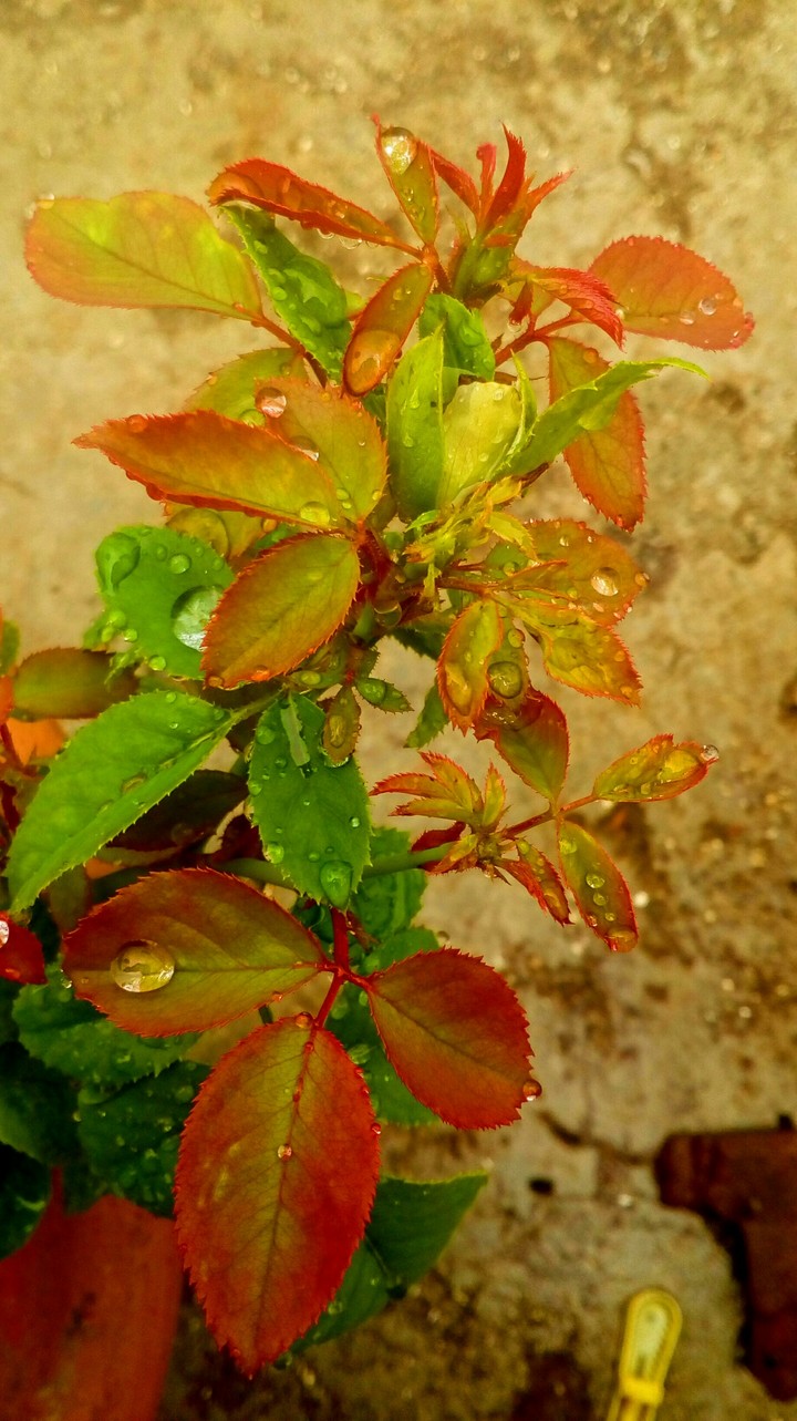 rain