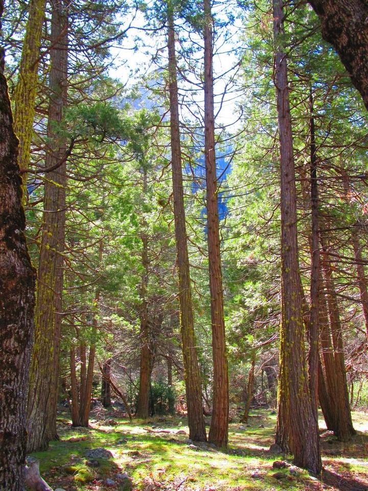 Forest