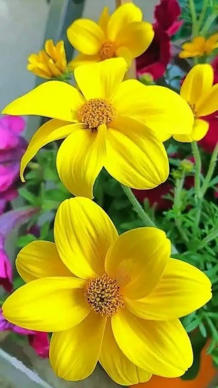 ))