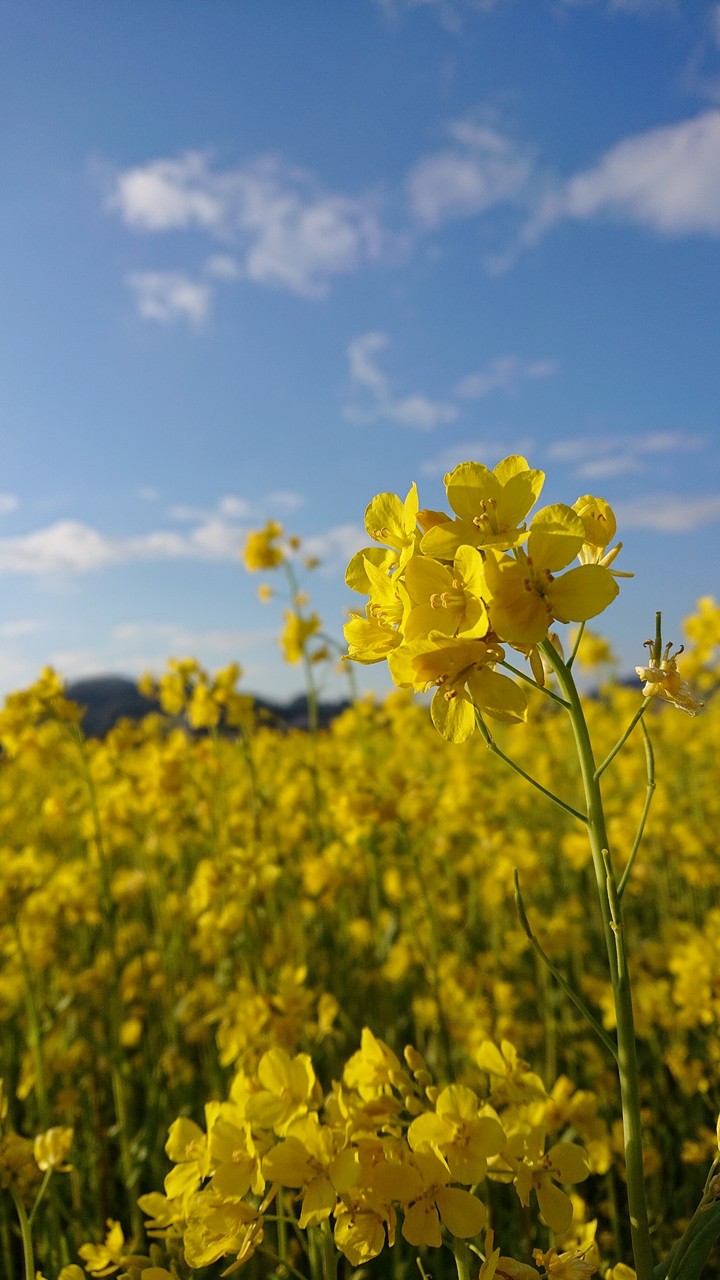菜の花