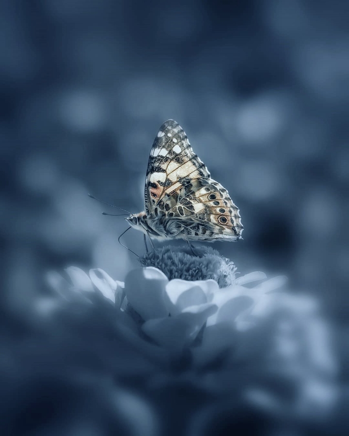 butterfly