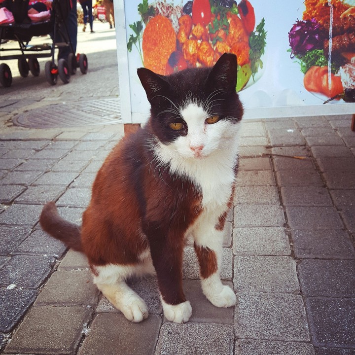 cat