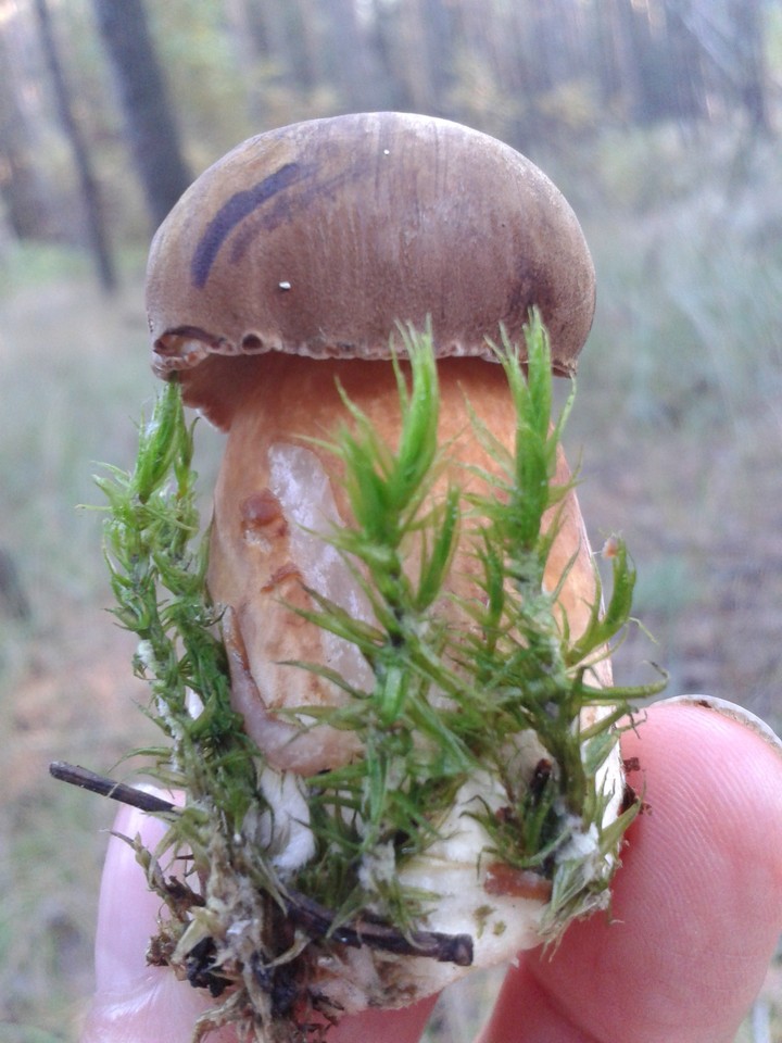 mushroom