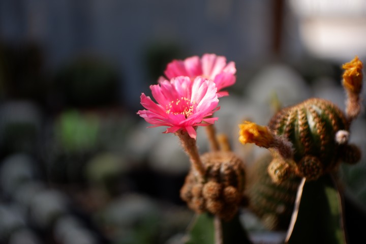 #cactus #garden #lobivia #pink #แคคตัส #กระบองเพชร#รีบูเทีย