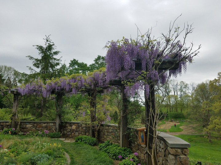 Beautiful wisteria