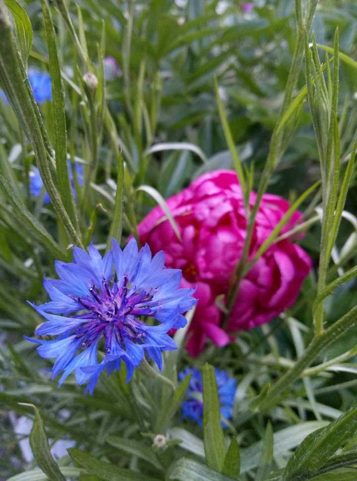 Flowers,  pink & blue