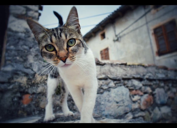 croatiA caT