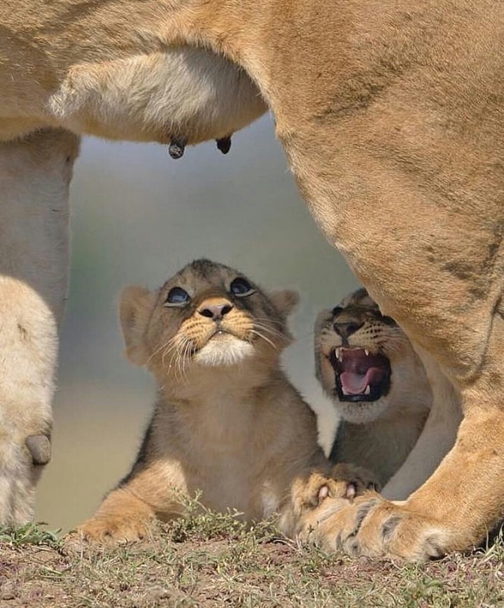 mom