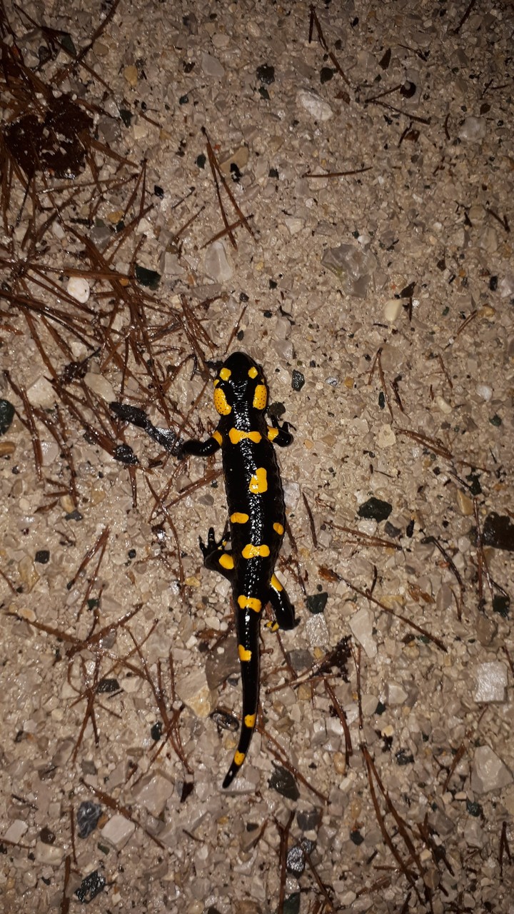 Salamander
