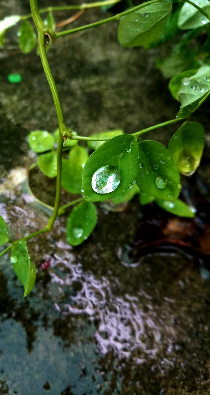 drop