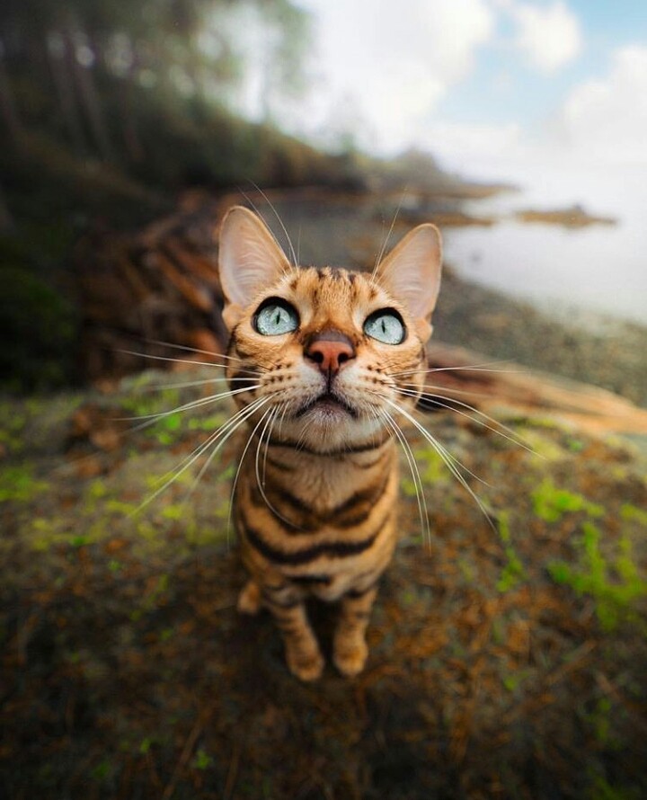 cat