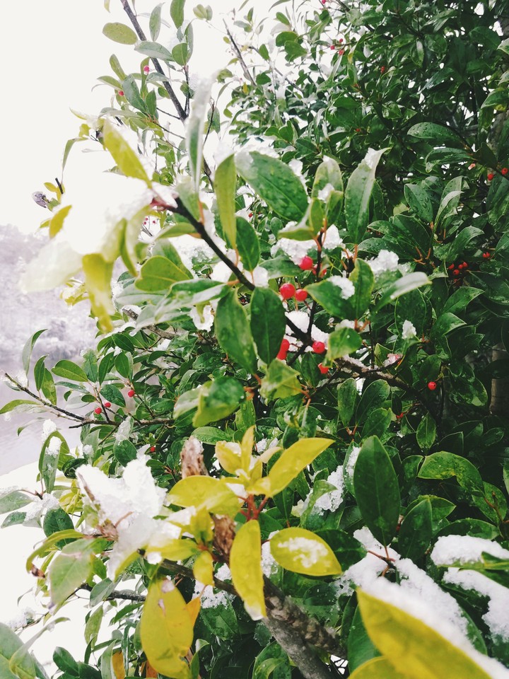 winter berries