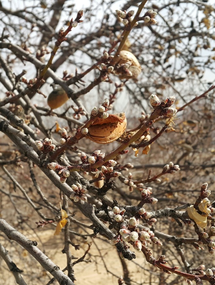 Almond Tree
