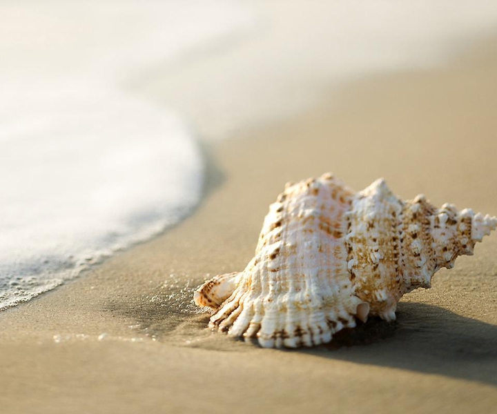 Shell ? Photography