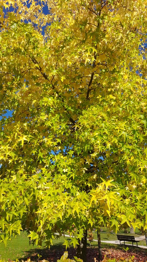 шпалери Autumn, Yellow