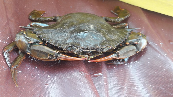 Blue crab